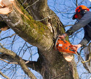 Tree service
